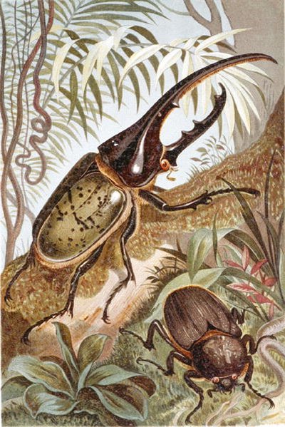 Scarabée Hercule, planche de "Brehms Tierleben: Allgemeine Kunde des Tierreichs", vol.9, p.99, publié par Bibliographisches Institut - German School