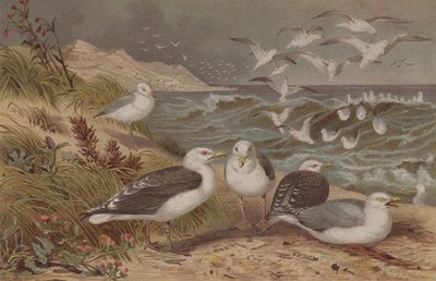 Goéland argenté et Goéland marin, planche de Brehms Tierleben: Allgemeine Kunde des Tierreichs, vol.6, p.108, publié par Bibliographisches Institut, 1892 - German School