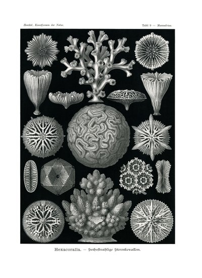 Hexacoralla, 1899-1904 - German School