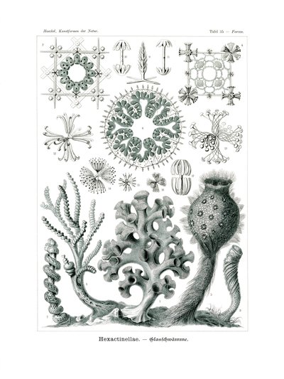 Hexactinellae, 1899-1904 - German School