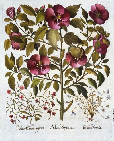 Hibiscus syriacus, camomille puante, de Hortus Eystettensis, par Basil Besler, pub. 1613 - German School