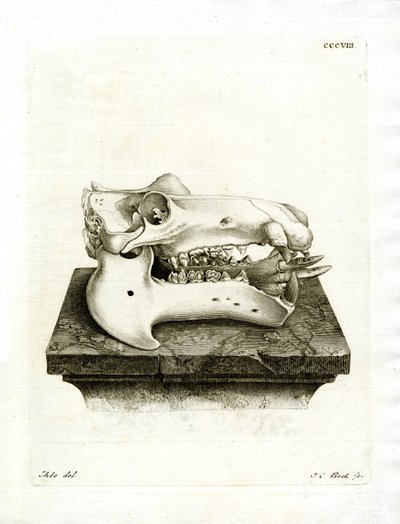 Crâne d