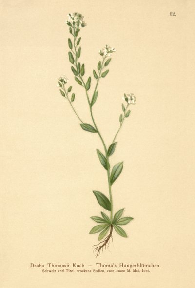 Drave de Thomas (Draba Thomasii) - German School