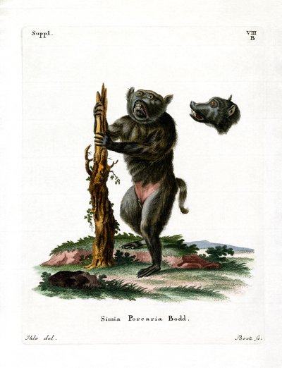 Babouin à face de porc - German School