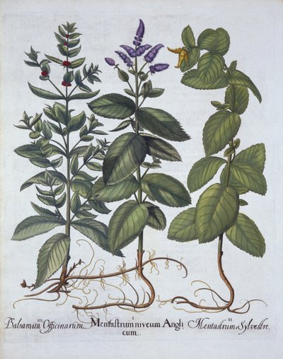 Menthe chevaline et menthe verte, de Hortus Eystettensis, par Basil Besler (1561-1629), pub. 1613 - German School