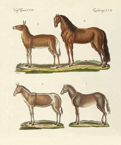Chevaux et ânes - German School