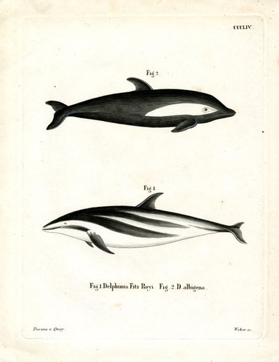 Dauphin à Sabliers - German School