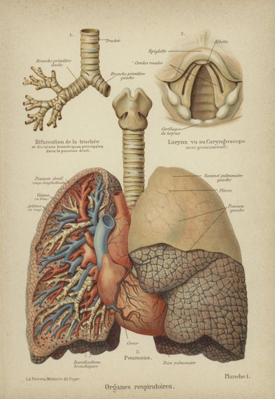 Organes respiratoires humains - German School
