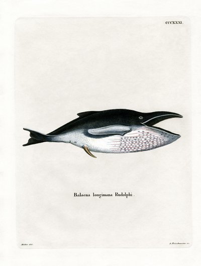Baleine à Bosse - German School