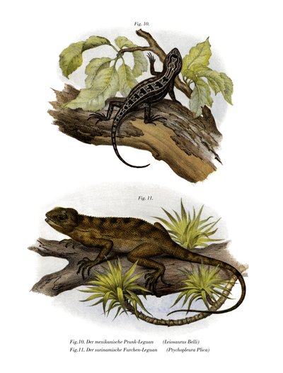 Iguane - German School