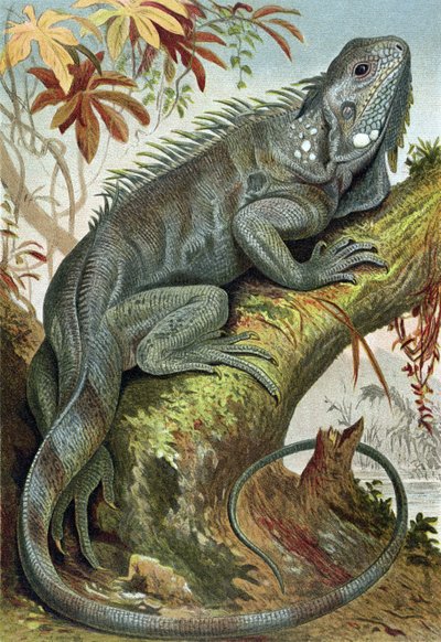 Iguane, planche de Brehms Tierleben: Allgemeine Kunde des Tierreichs, vol.7, p.88, publié par Bibliographisches Institut, 1892 - German School