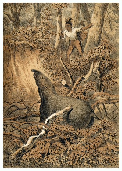Illustration, chasse au tapir par des Indiens dans la forêt amazonienne. Dans De Bootslieden der Amazon-River, Karl Muller, Pays-Bas - German School