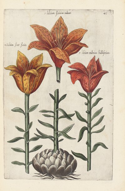 Illustration de "Florilegium ... tractans de variis floribus et aliis indicis plantis as vivum delineatum in duabus partis et quatuor linguis concinnatum" par Emanuel Sweert, 1612-14 - German School