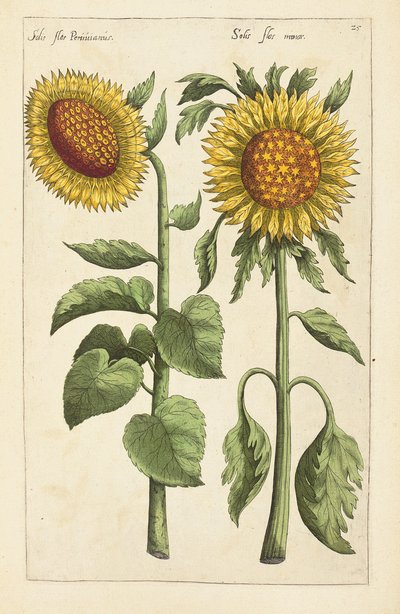 Illustration de "Florilegium ... tractans de variis floribus et aliis indicis plantis as vivum delineatum in duabus partis et quatuor linguis concinnatum" par Emanuel Sweert, 1612-14 - German School
