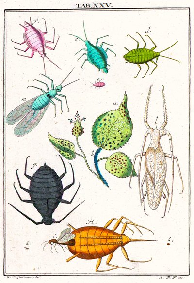 Illustration montrant divers ravageurs de jardin, Musement Microscopique, 1764 - German School