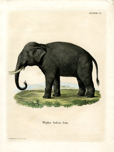 Éléphant indien - German School