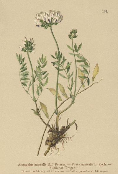 Astragale australe (Astragalus australis) - German School