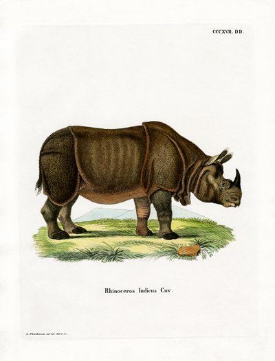 Rhinocéros indien - German School