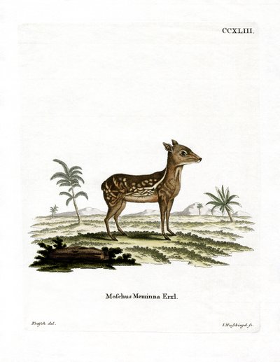 Chevrotain Tacheté Indien - German School