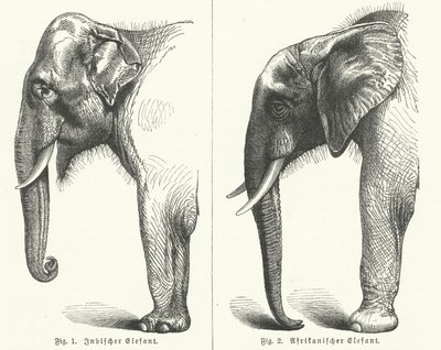 Éléphants indiens et africains (gravure) - German School