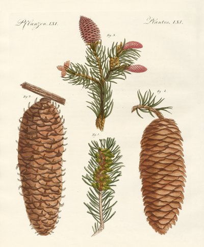 Bois conifères indigènes - German School