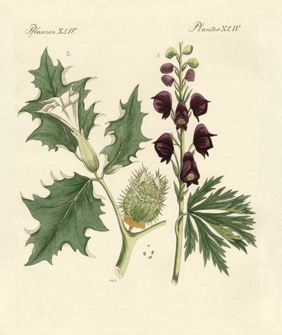 Plantes vénéneuses indigènes - German School