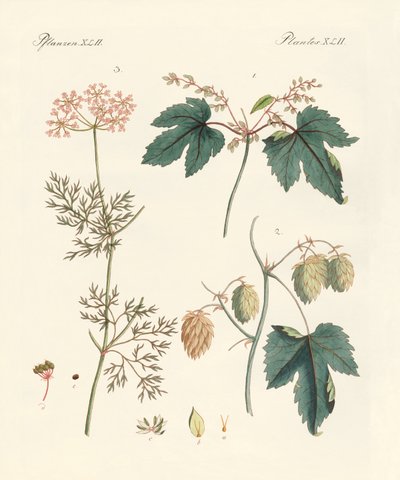 Plantes épicées indigènes - German School