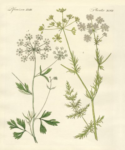 Plantes épicées indigènes - German School
