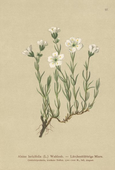 Sabuline des Alpes internes (Alsine laricifolia, Minuartia laricifolia, Arenaria laricifolia) - German School