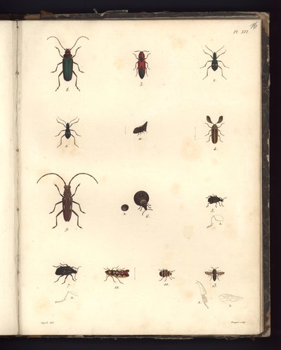 Insecta, Pl. XVI, illustration de Recueil d