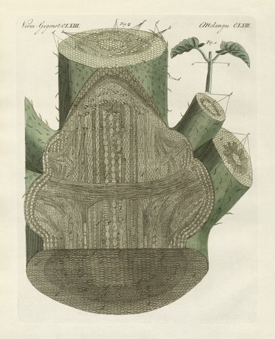 Trou interne de la plante de haricot commun (gravure en couleur) - German School