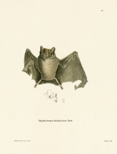 Chauve-souris d