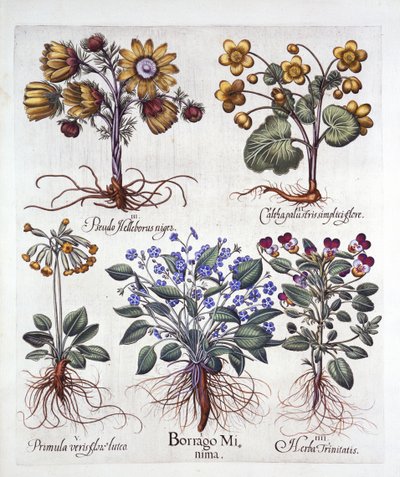 Ipheion Rolf Fiedler Spring Starflower, Marsh Marigold, Pseudo Helleborus, Viola Tricolor et Cowslip, de Hortus Eystettensis, par Basil Besler, pub. 1613 - German School