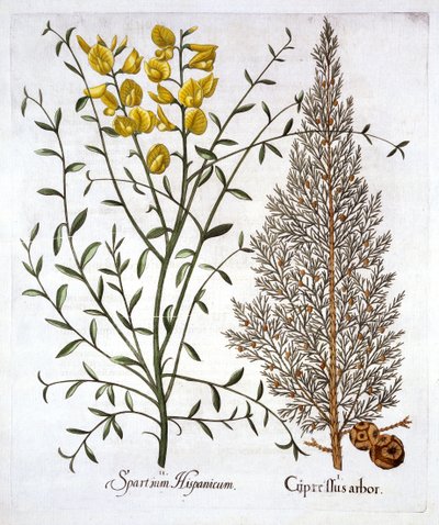 Italian Cypress et Spanish Broom, de Hortus Eystettensis, par Basil Besler, pub. 1613 - German School
