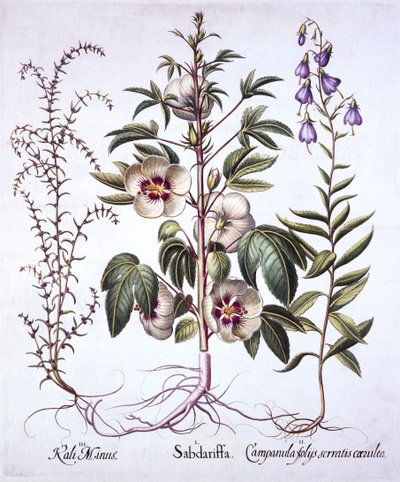 Jamaica Sorrel, Bellflower et Prickly Saltwort, de Hortus Eystettensis, par Basil Besler, pub. 1613 - German School
