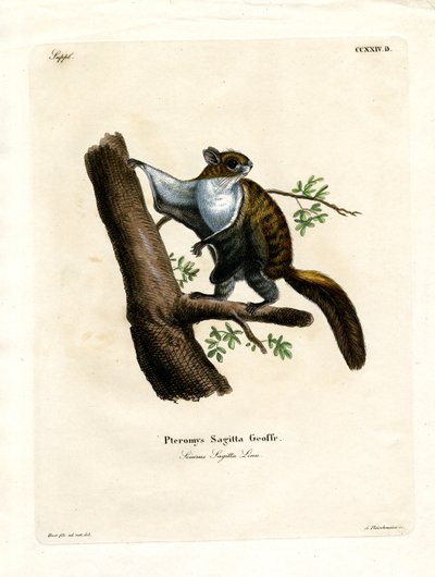Écureuil volant de Java - German School