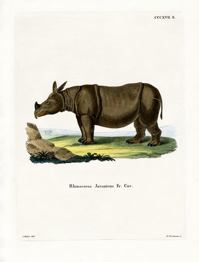 Rhinocéros de Java - German School