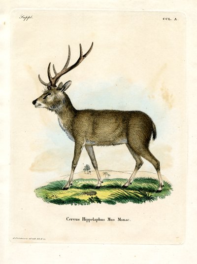 Rusa de Java - German School