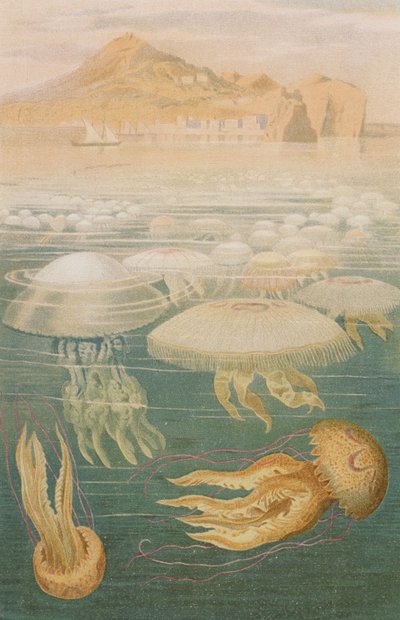 Méduse, planche de Brehms Tierleben: Allgemeine Kunde des Tierreichs, vol.10, p.568, publié par Bibliographisches Institut, 1893 - German School
