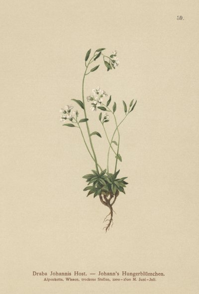 Drave de Johann (Draba Johannis) - German School