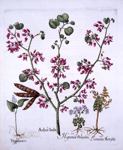 Arbre de Judas, muguet, lunaire, hépatiques, de Hortus Eystettensis, par Basil Besler, pub. 1613 - German School