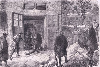 Tuer un éléphant pour se nourrir au Jardin d