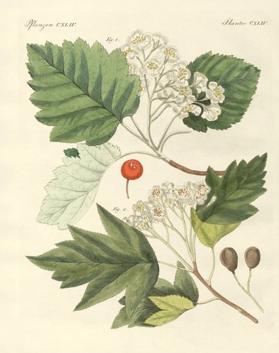 Types de bois allemands - German School