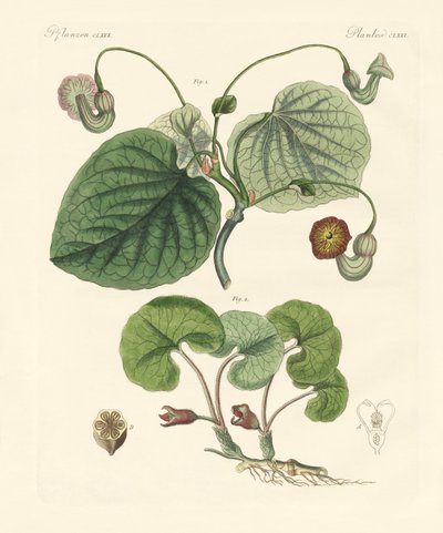 Types de plantes aristolochia - German School