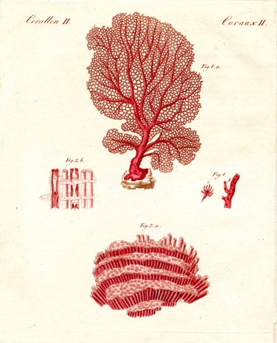 Types de coraux (gravure en couleur) - German School