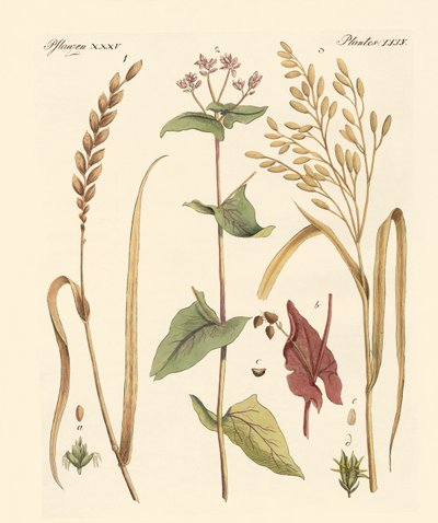 Types de maïs - German School