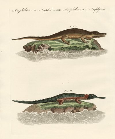 Types de crocodiles - German School