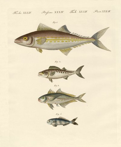 Types de maquereaux - German School