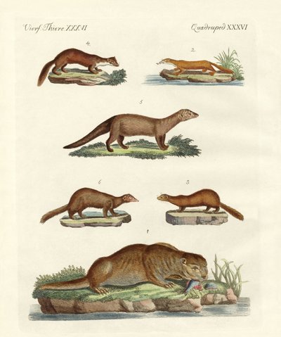 Types de loutres et martres - German School