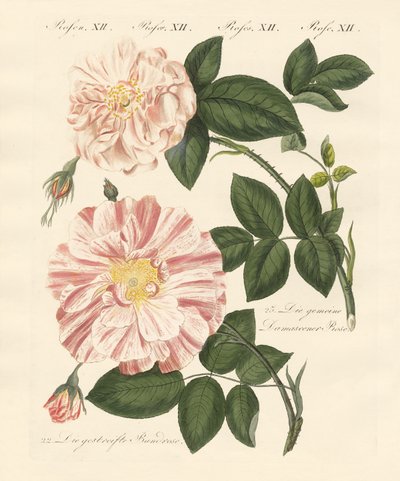 Types de roses - German School